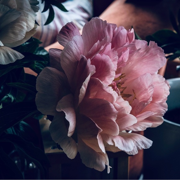 birdnblossomvtg